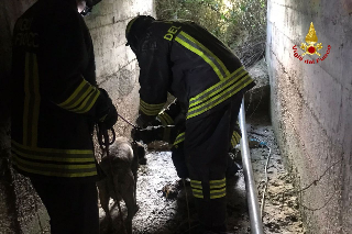 Precipita in un condotto: cane salvato dai Vigili del fuoco